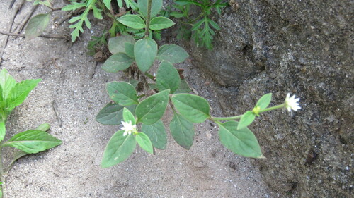 Perpétua