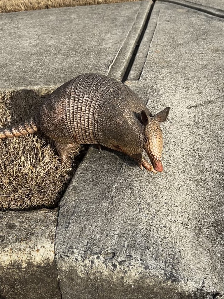 Nine-banded Armadillo from Stonewood Creek Dr, Dallas, GA, US on ...