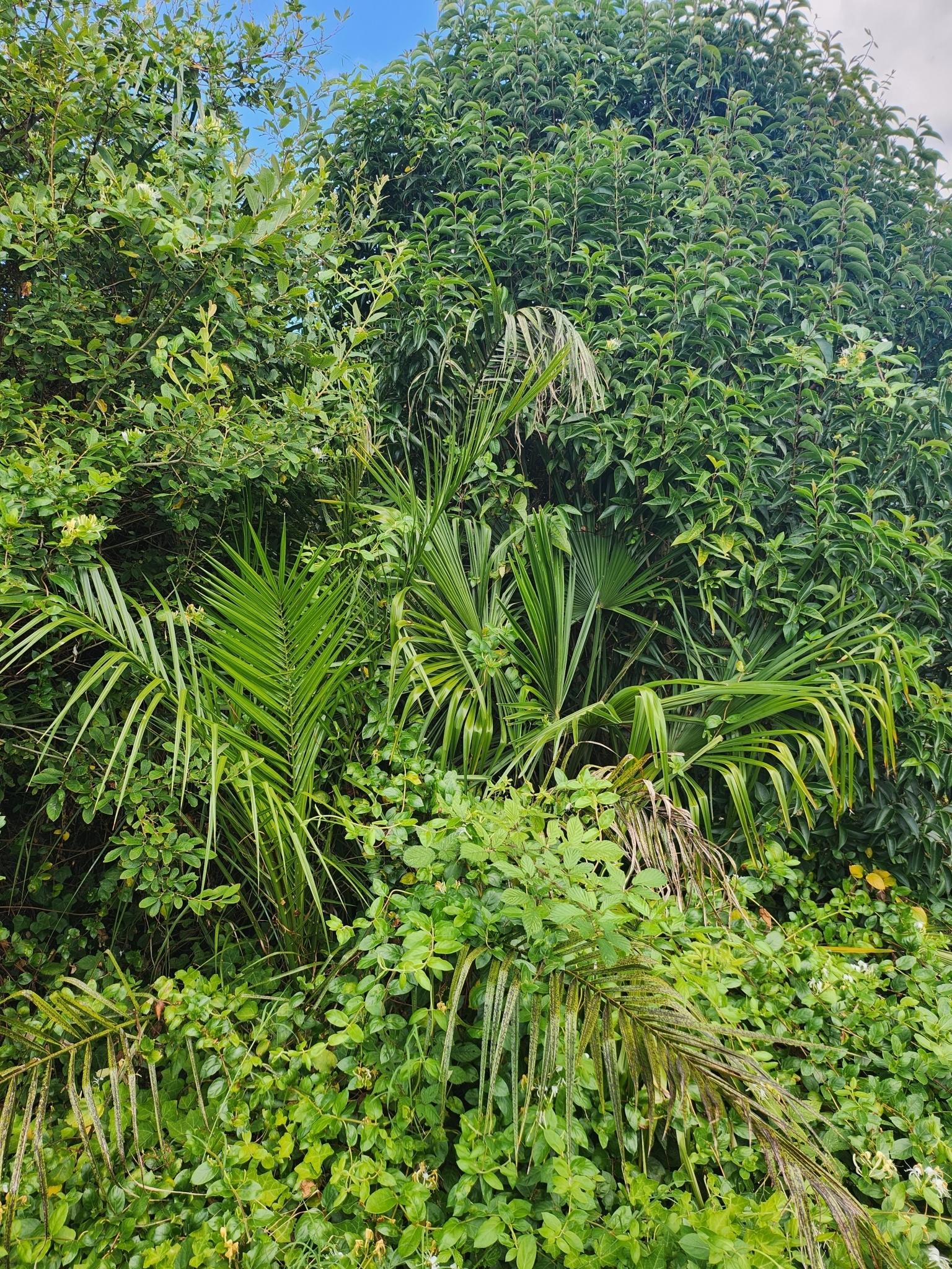 Imagem de Palmeira-de-leque