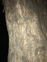 Hemidactylus mabouia