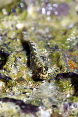 Leaping Blenny photo 3