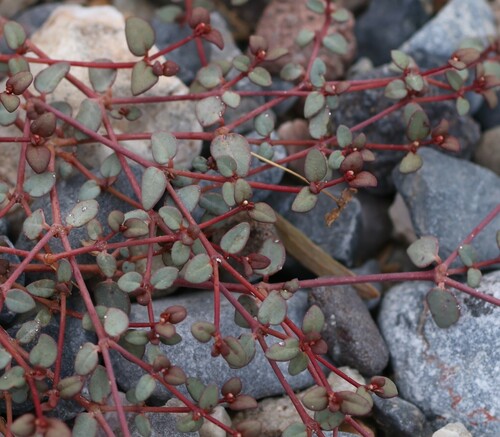 Image of Euphorbia parishii by (c) nmoorhatch, some rights reserved (CC BY)