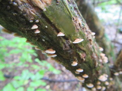 Chaetocalathus cocciformis