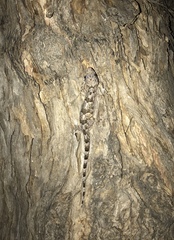 Hemidactylus mabouia