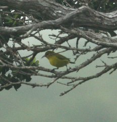 Chlorodrepanis flava