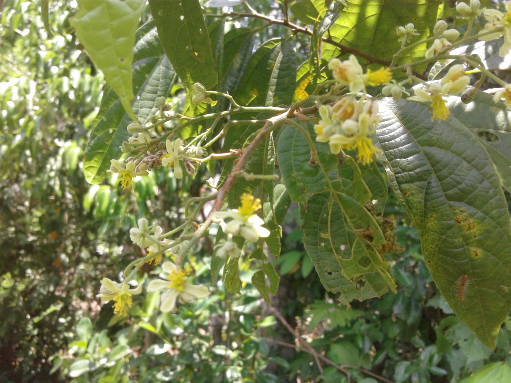 Microcos stauntoniana (Microcos stauntoniana)