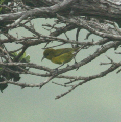 Chlorodrepanis flava