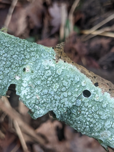Pertusaria pertusa
