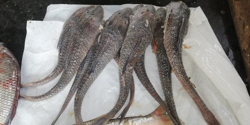 Zucchini catfish (Isorineloricaria spinosissima) — Loricariidae