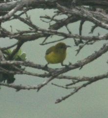 Chlorodrepanis flava