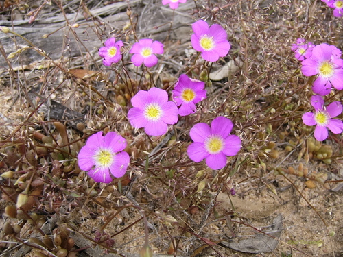 Parakeelya (Calandrinia polyandra)