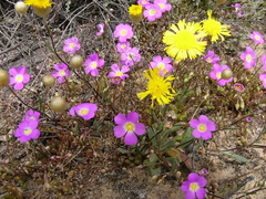 Calandrinia polyandra