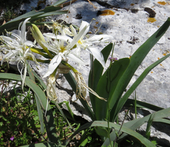 Pancratium illyricum
