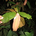 Calophyllum wallichianum incrassatum - Photo (c) Reuben C. J. Lim, algunos derechos reservados (CC BY-NC-SA)