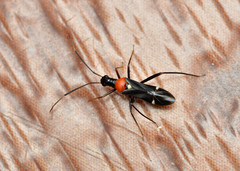 Pseudoxenetus regalis