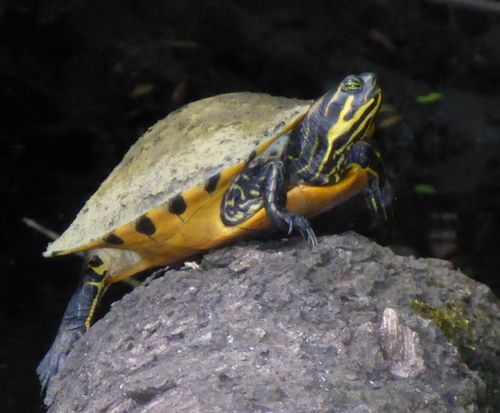 Coastal Plain Cooter