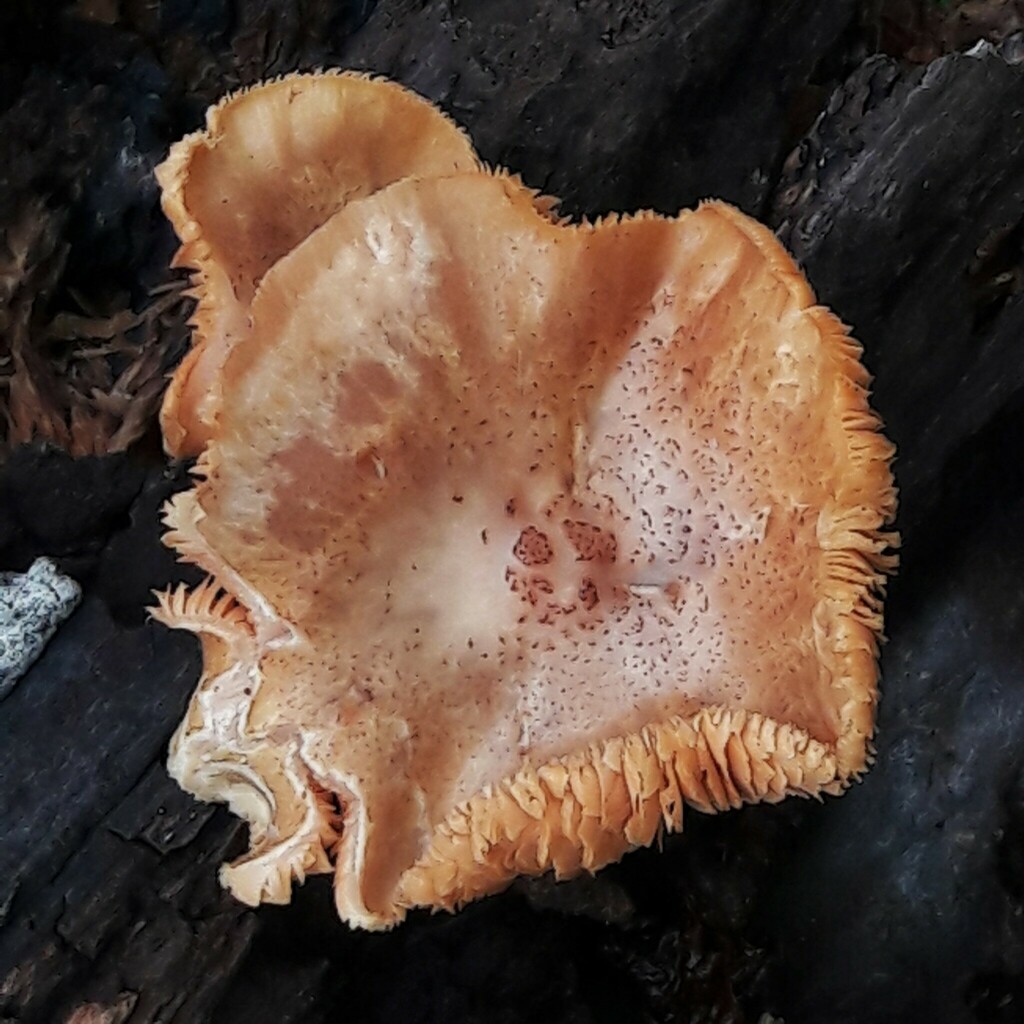 Gymnopilus luteofolius · January 2024 · photo: © douglas-u-oliveira (iNaturalist, cc-by)