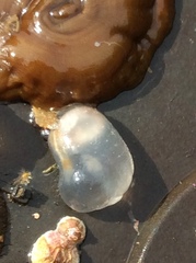 Phlebobranchia