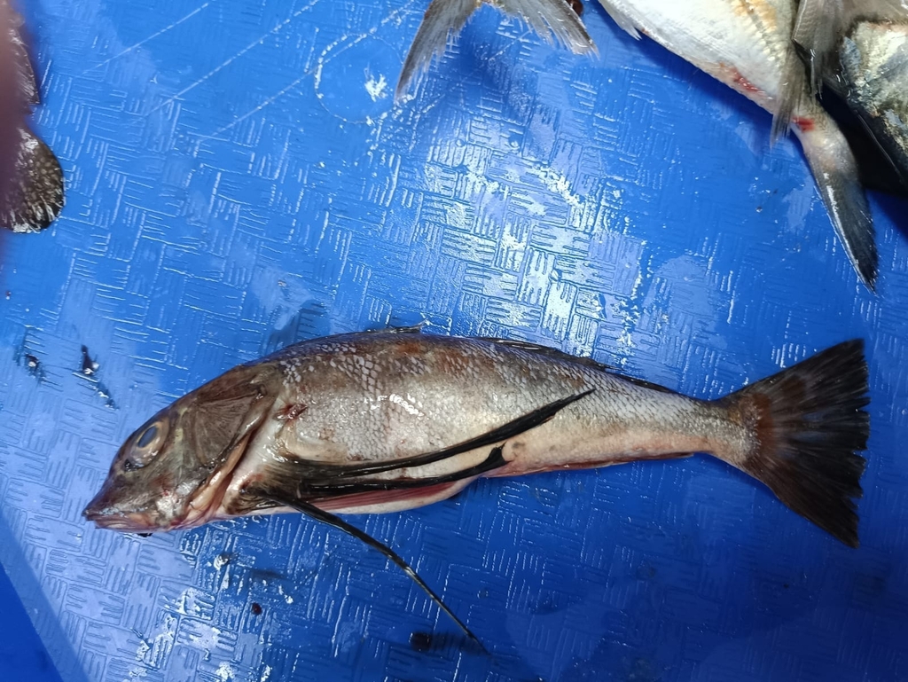 Blackfin gurnard (Prionotus stephanophrys) — Triglidae