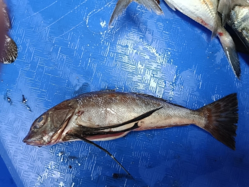 Blackfin gurnard (Prionotus stephanophrys) — Triglidae
