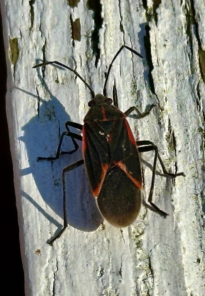 Eastern Boxelder Bug from Mitchell St, Hillsborough, NC, US on January
