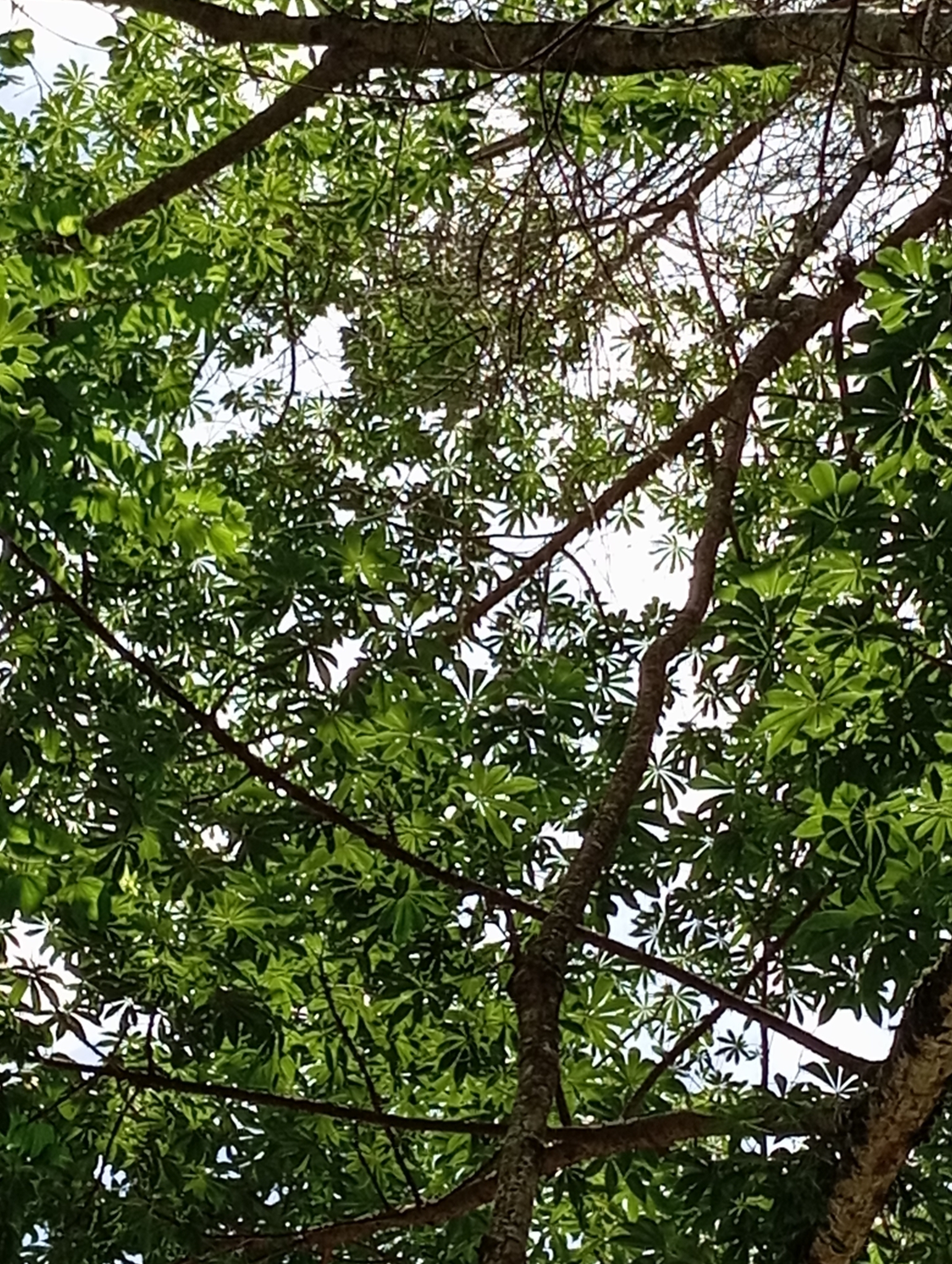 Imagem de Mamãozinho-do-mato
