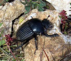 Scarabaeus laticollis