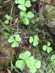 Oxalis oregana