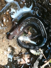 Desmognathus imitator