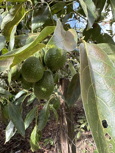 Persea americana