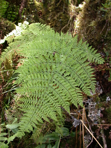 Dryopteris glabra observed 2002-06-27