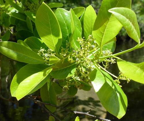 Swamp tupelo (Nyssa biflora)