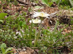 Taraxacum coreanum