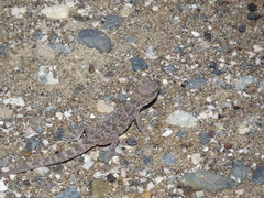 Bunopus tuberculatus