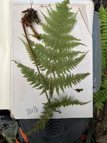 Dryopteris glabra var. alboviridis