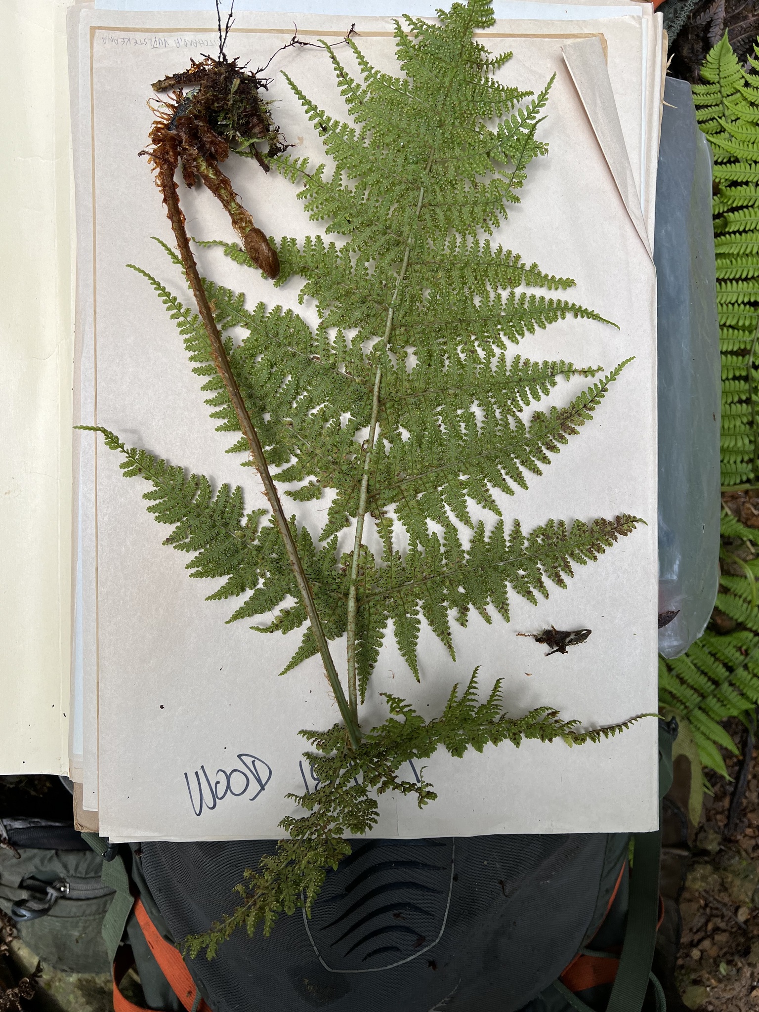 Dryopteris glabra var. alboviridis