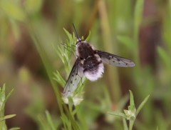 Bombylius diegoensis