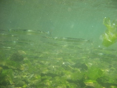 Hyporhamphus ihi