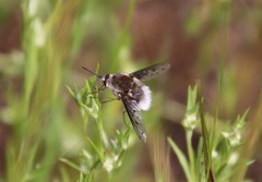 Bombylius diegoensis