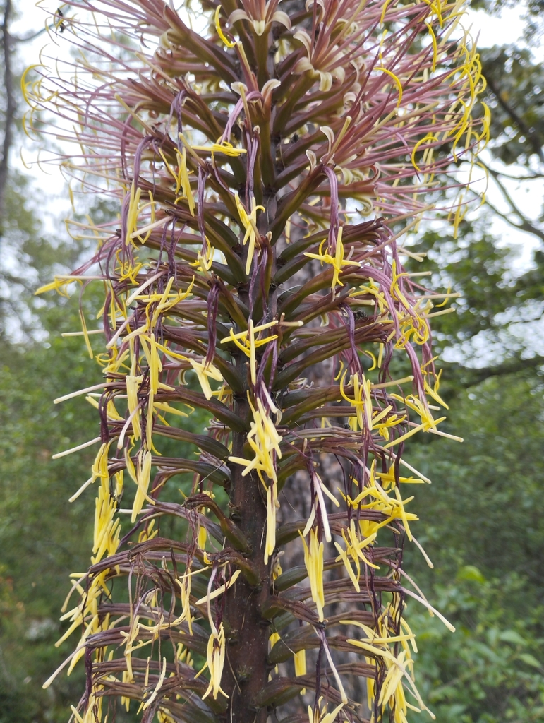 Agave geminiflora, Nayarit, MX