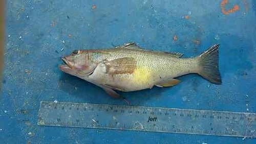 Sand-perch (Diplectrum conceptione) — Serranidae — 3