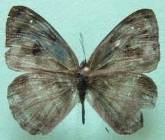 Dynamine postverta mexicana