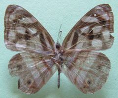 Dynamine postverta mexicana