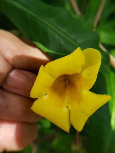 Allamanda schottii