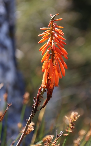 Image of Kniphofia tabularis by (c) Tony Rebelo, some rights reserved (CC BY-SA)