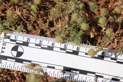 Trifolium microcephalum
