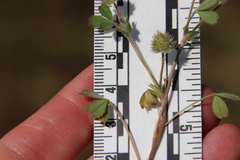 Trifolium microcephalum