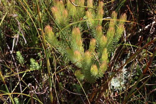 Image of Spatalla setacea by (c) Tony Rebelo, some rights reserved (CC BY-SA)