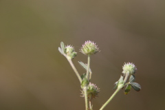 Trifolium microcephalum
