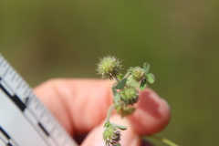 Trifolium microcephalum